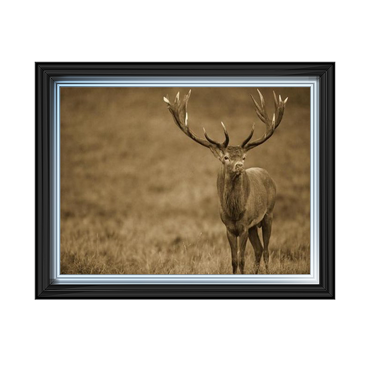 AN065 Red Deer stag in autumn rutting season, Denmark