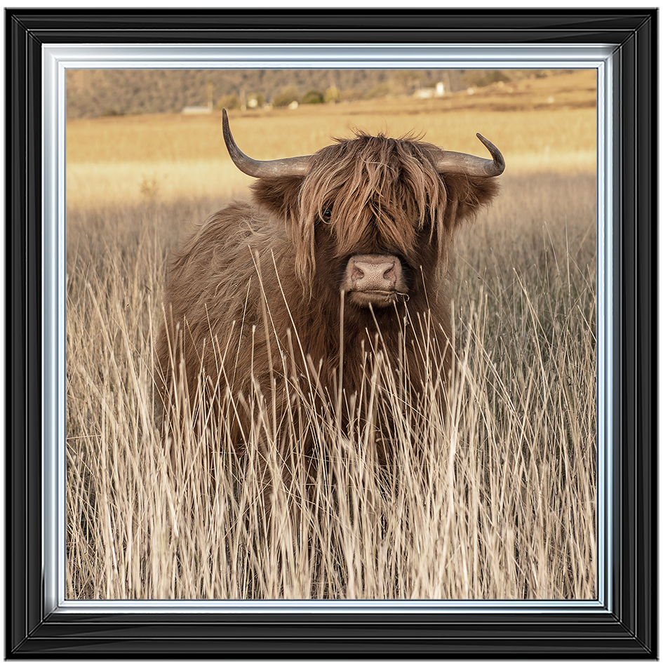 AN257 Highland Cow