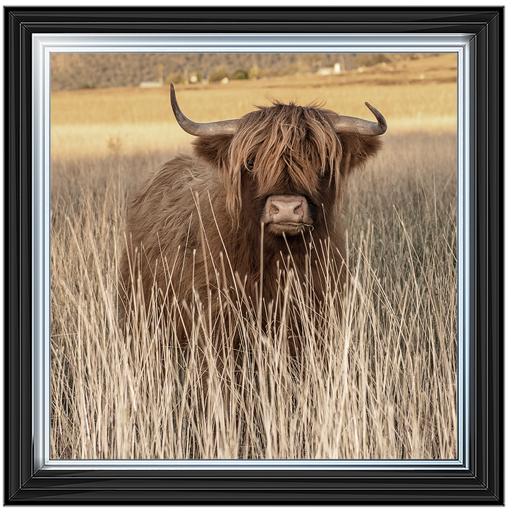 AN257 Highland Cow