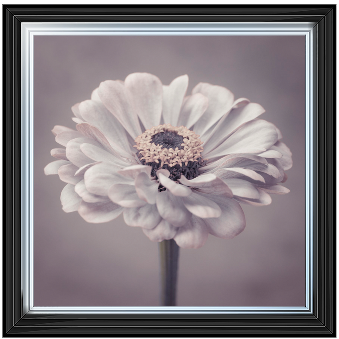 FL150 Gerbera
