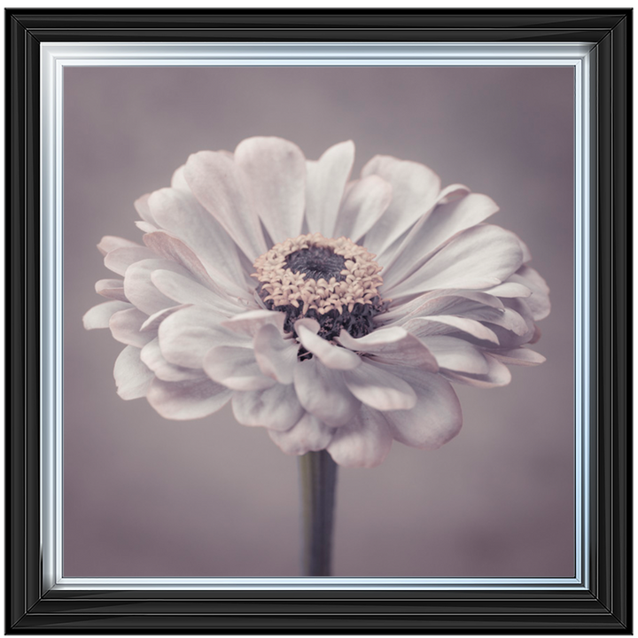 FL150 Gerbera