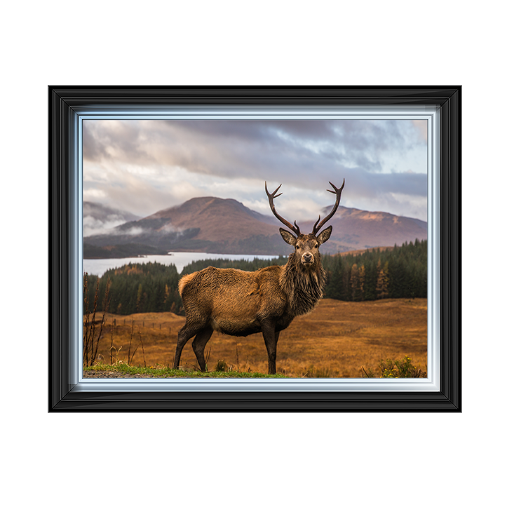 AN066 Highland Stag