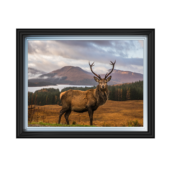 AN066 Highland Stag