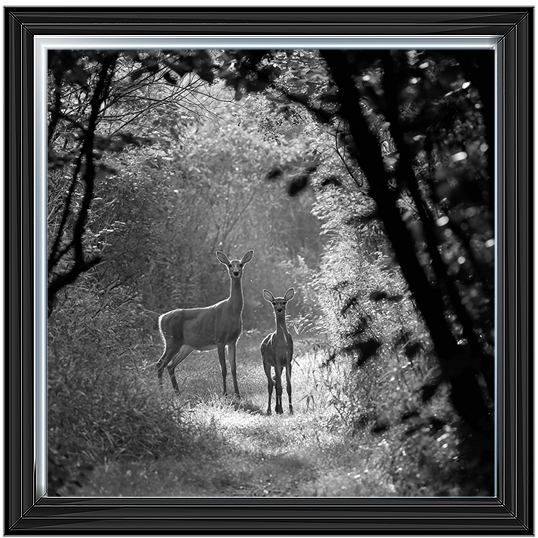 Single Deer