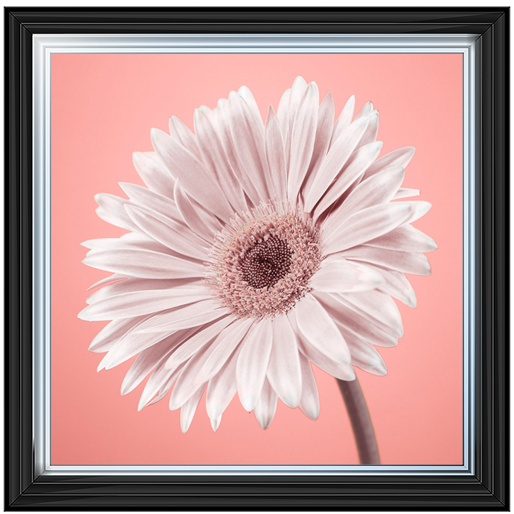 FL057 Single Gerbera Nude pink II