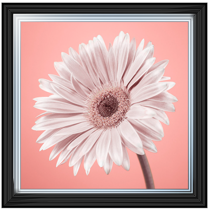 FL057 Single Gerbera Nude pink II