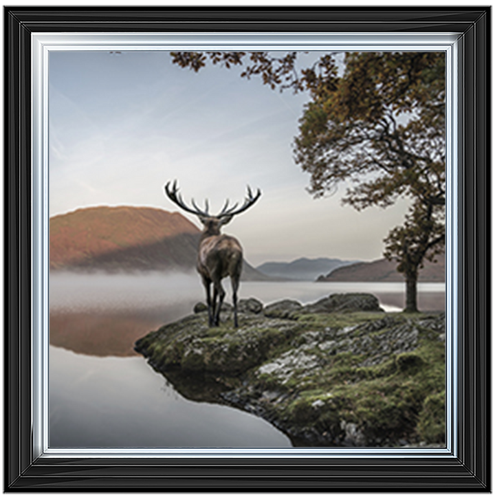 Single Stag 1
