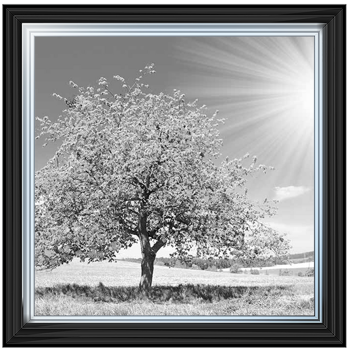 LS296 Black & White Lone Tree