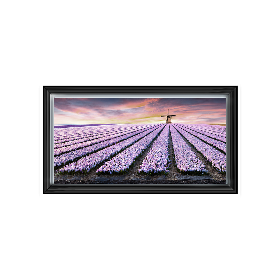 Purple Field