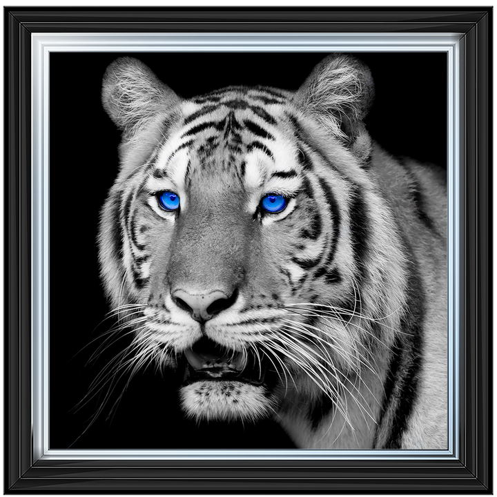 AN005 Blue Eyed Tiger