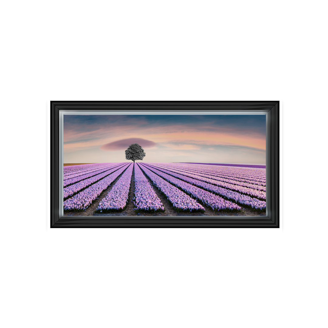 Purple Purple Field I