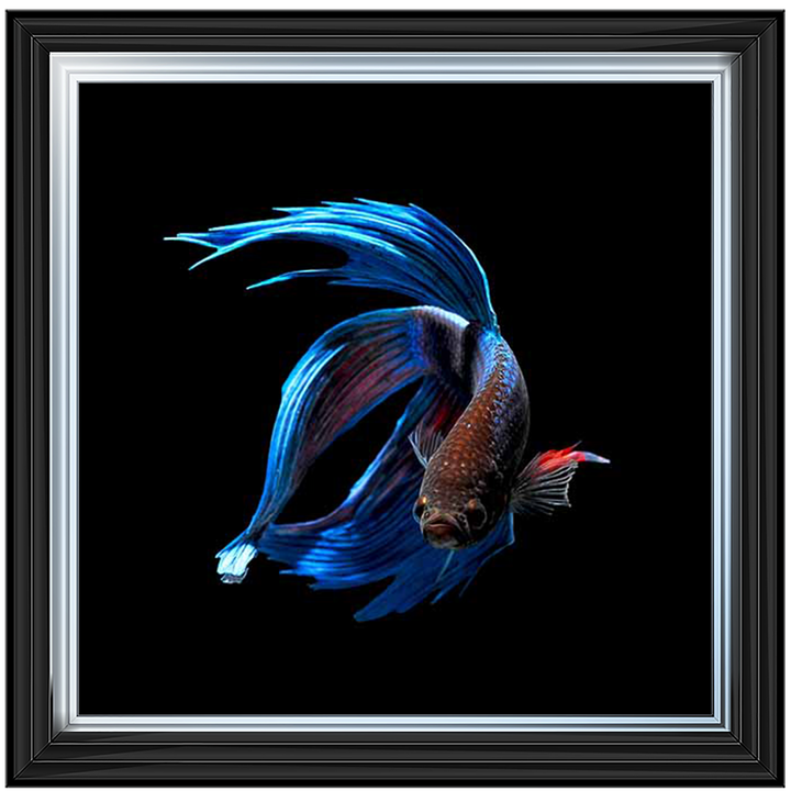 AN448 Blue & Red Betta Fish |
