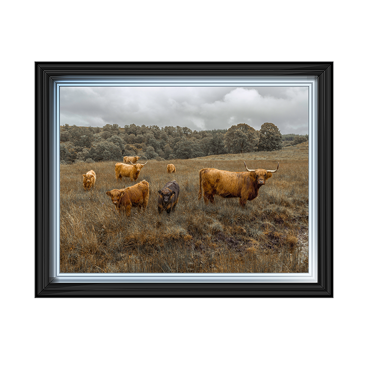 Highland Cows Colour