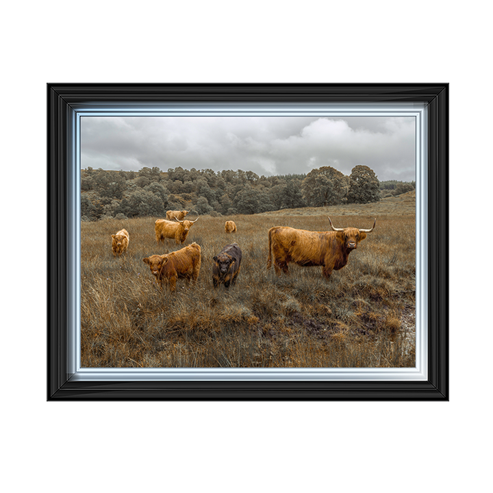 Highland Cows Colour