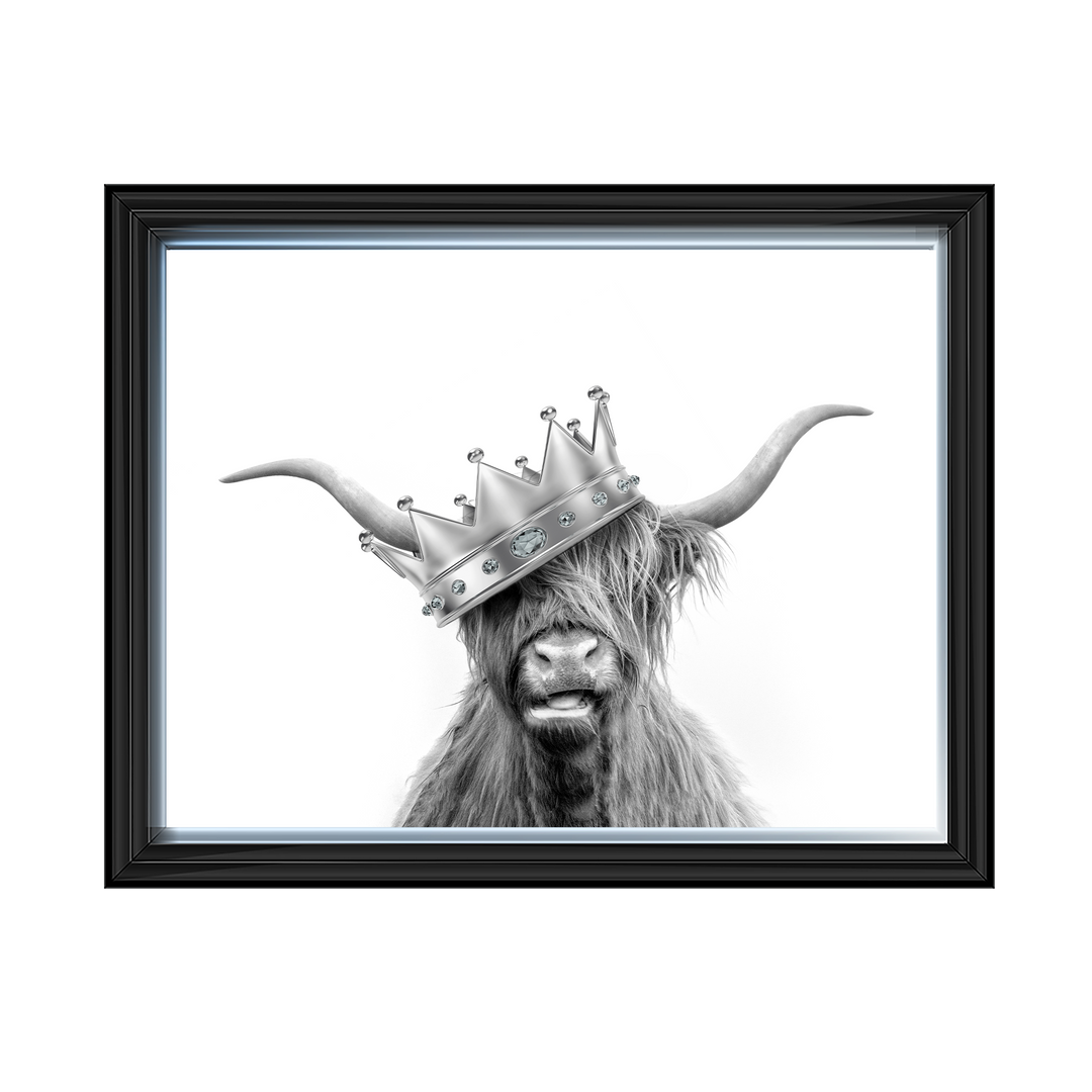 Crowned Highland Cow