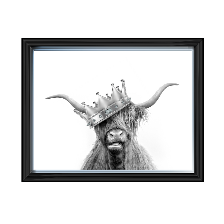 Crowned Highland Cow