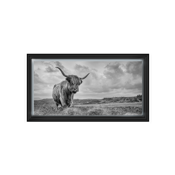 Highland Cow II