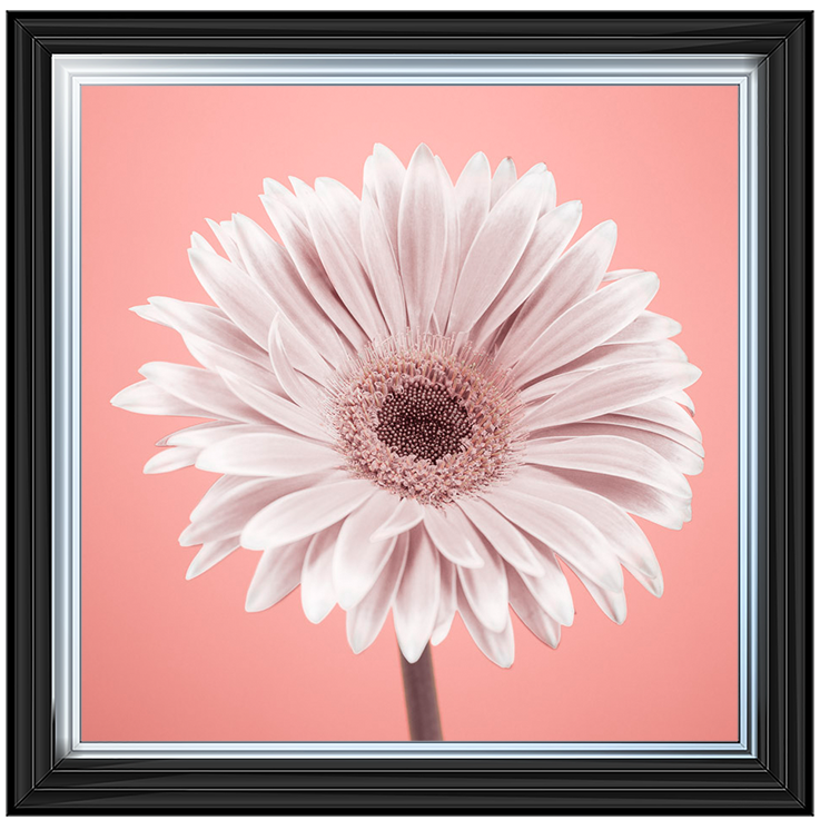 FL056 Single Gerbera Nude pink 1