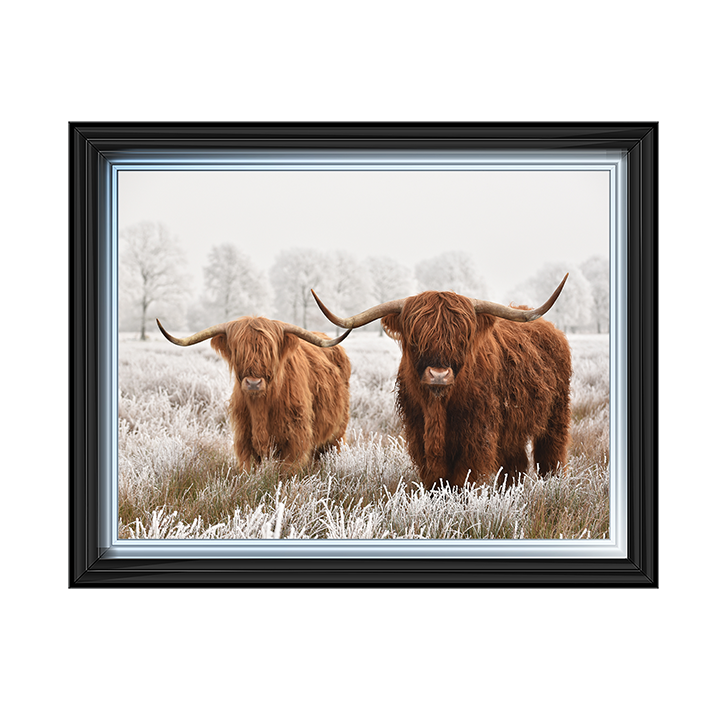 Highland Cow pair