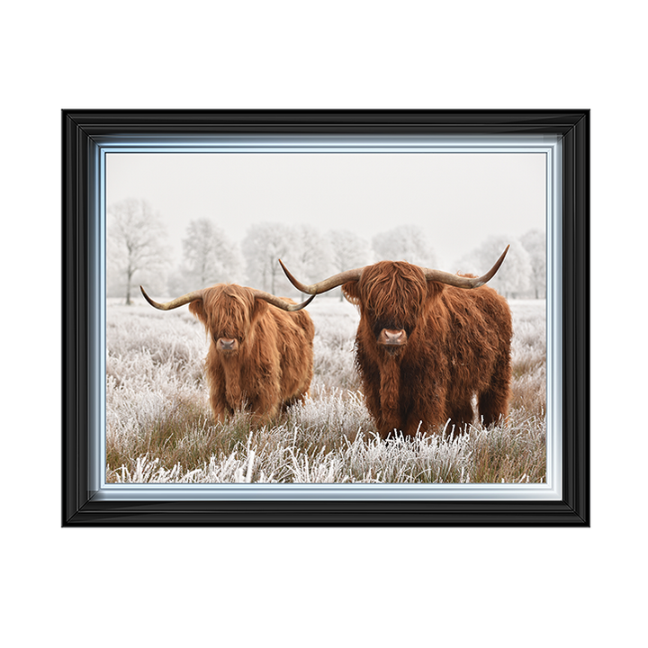 Highland Cow pair