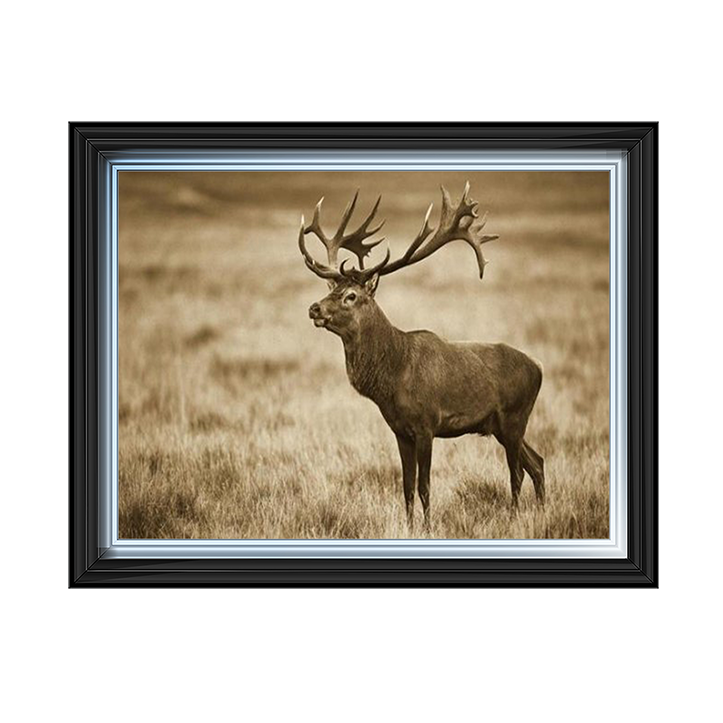 AN064 Red Deer stag, Cogenhagen, Denmark