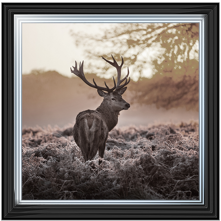 Single Stag