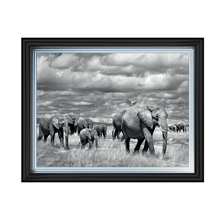 Elephants of Kenya