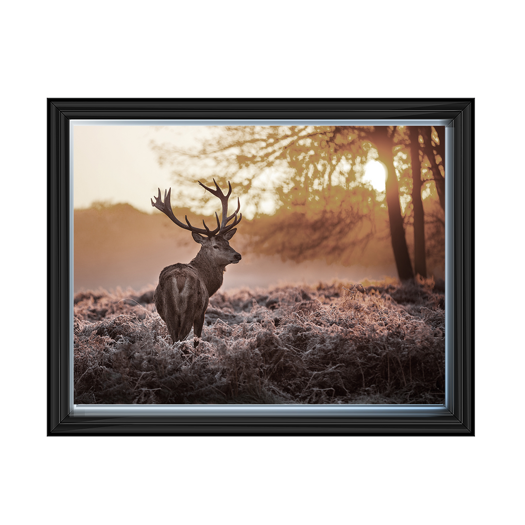 Single Stag 2