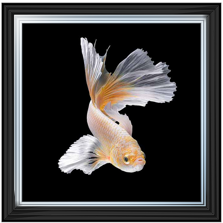 Orange & White Betta Fish |