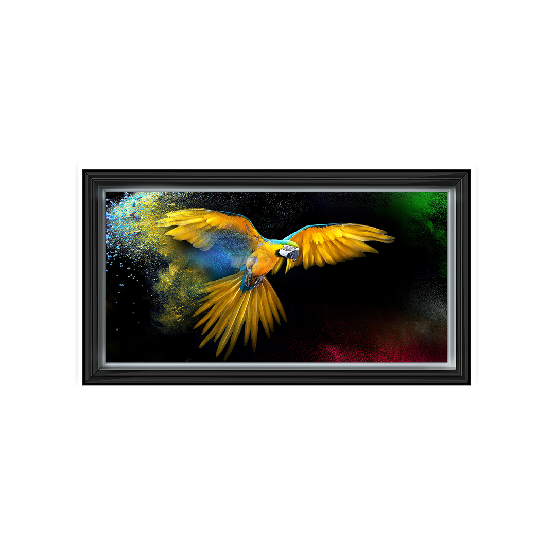 AN311 Rainbow parrot