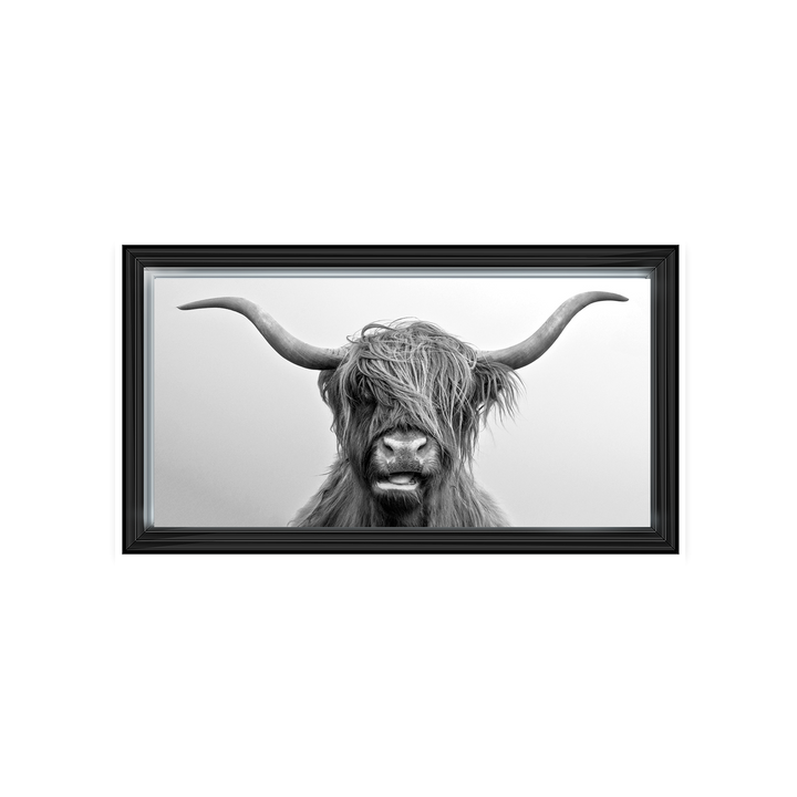 Highland Cow
