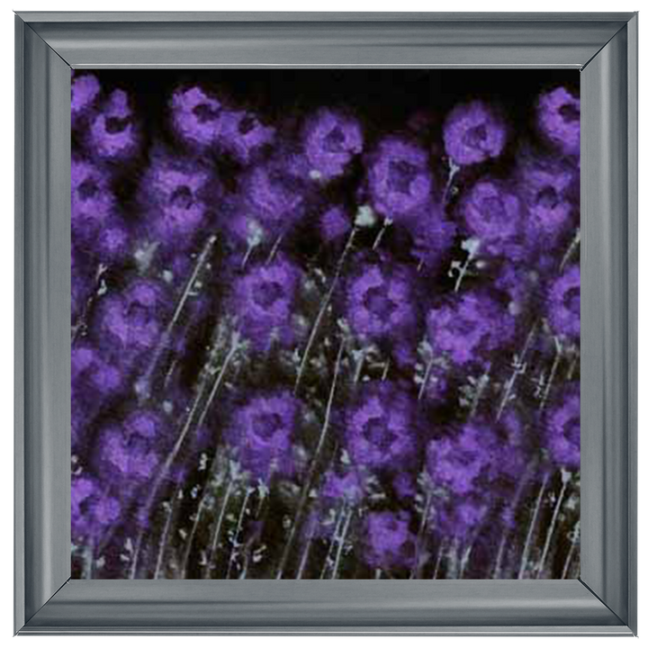 AB368 A field of Purple