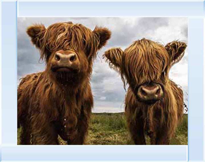 AN753 Twins Red Cow