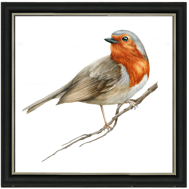 AN1508 ROBIN ON BRANCH