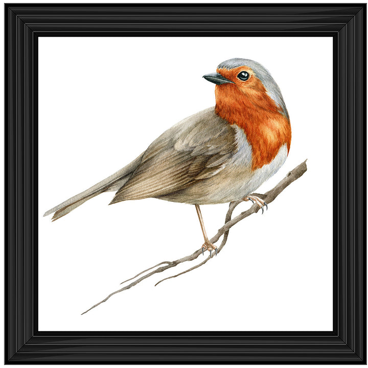 AN1508 ROBIN ON BRANCH