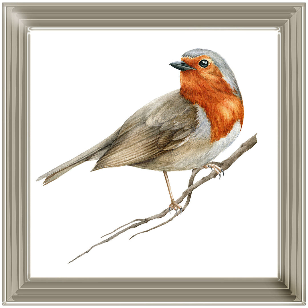 AN1508 ROBIN ON BRANCH