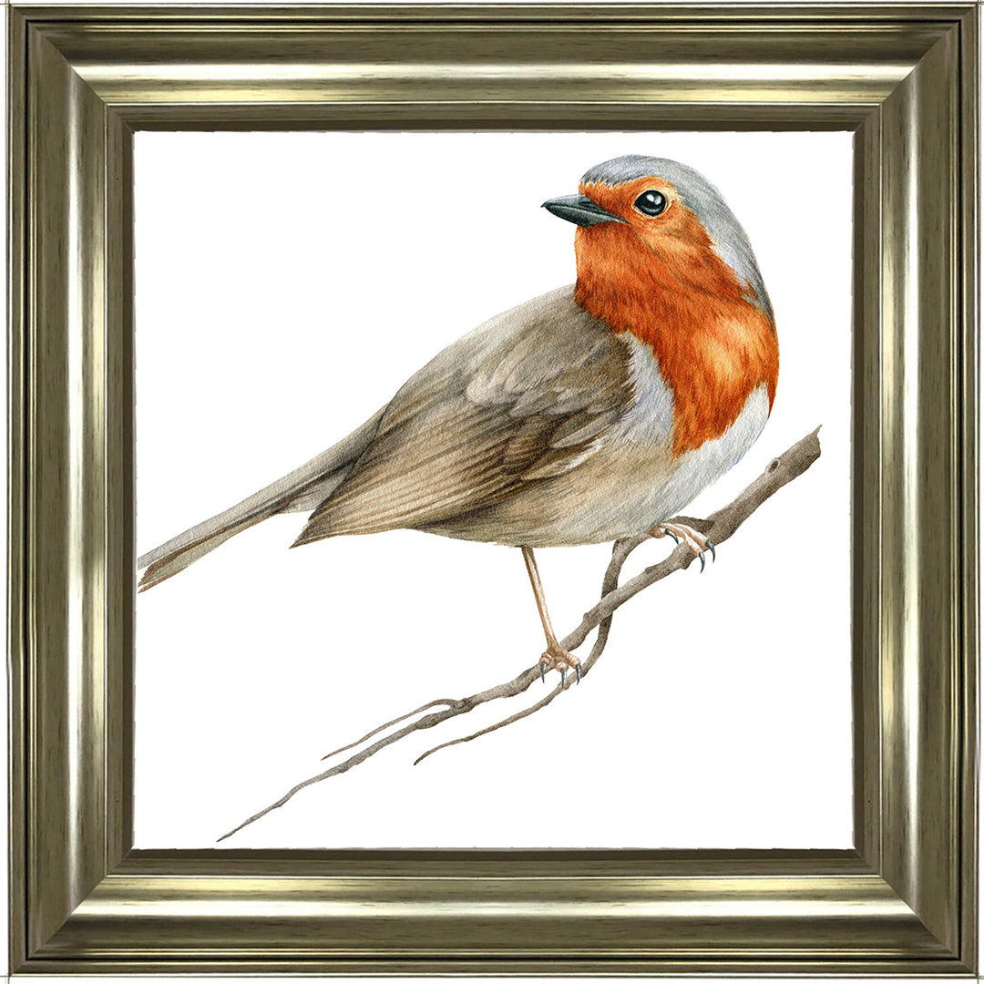 AN1508 ROBIN ON BRANCH