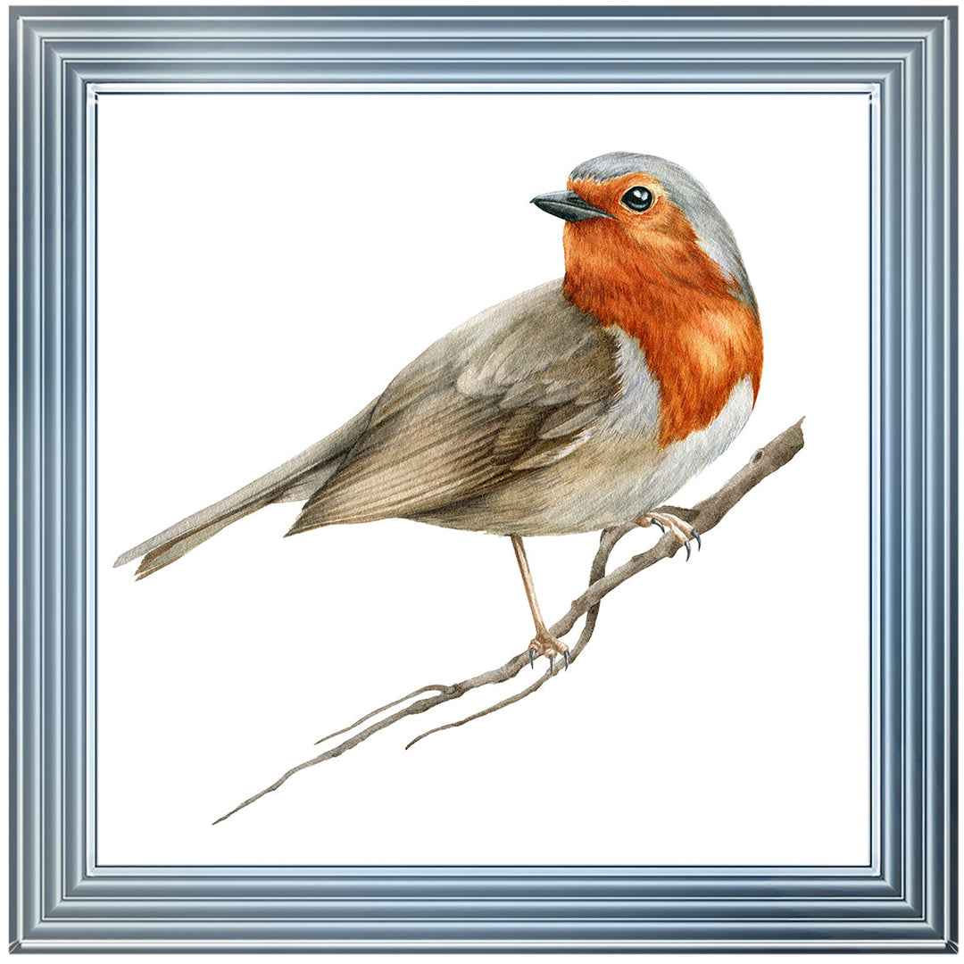 AN1508 ROBIN ON BRANCH