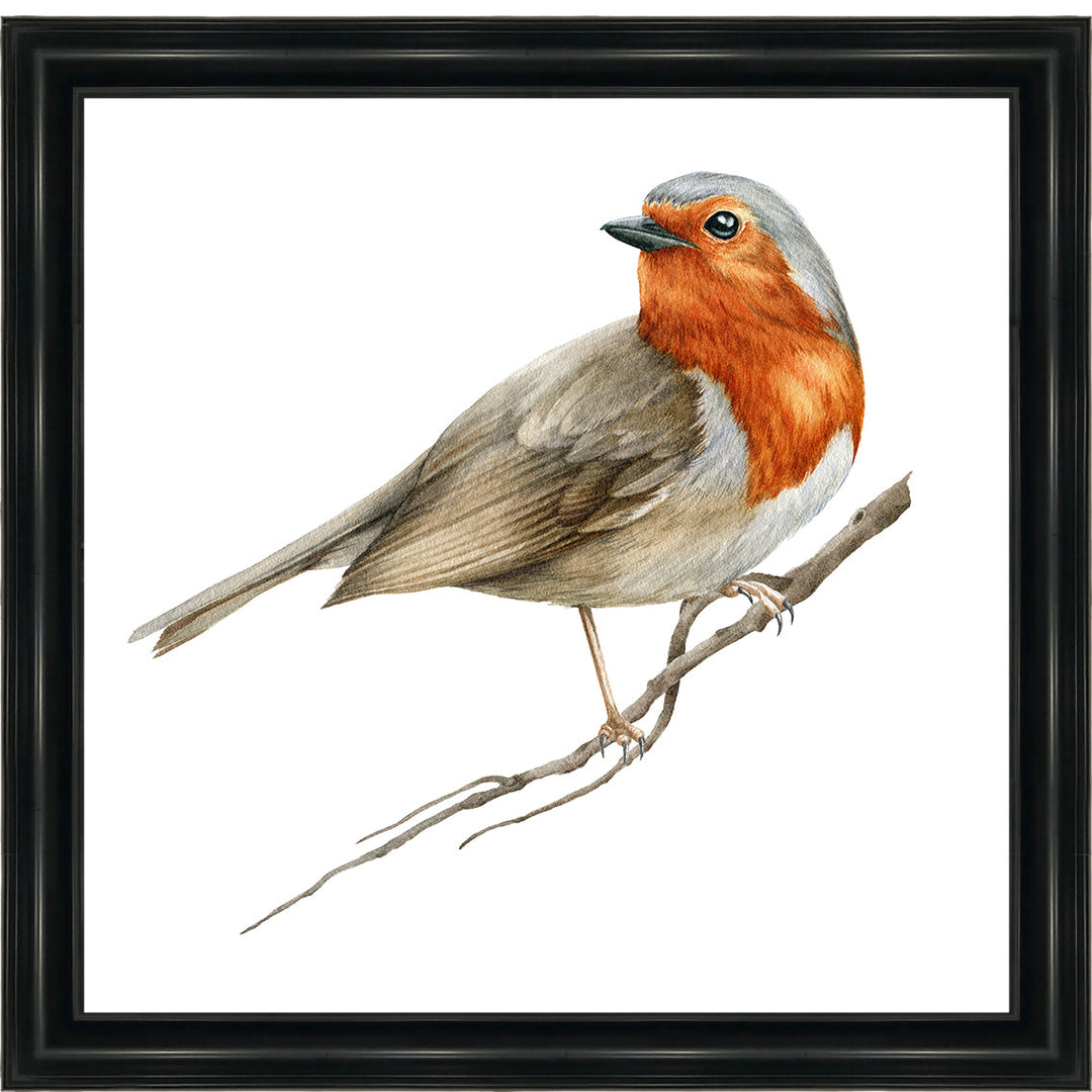 AN1508 ROBIN ON BRANCH