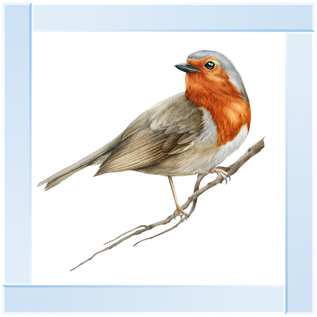 AN1508 ROBIN ON BRANCH