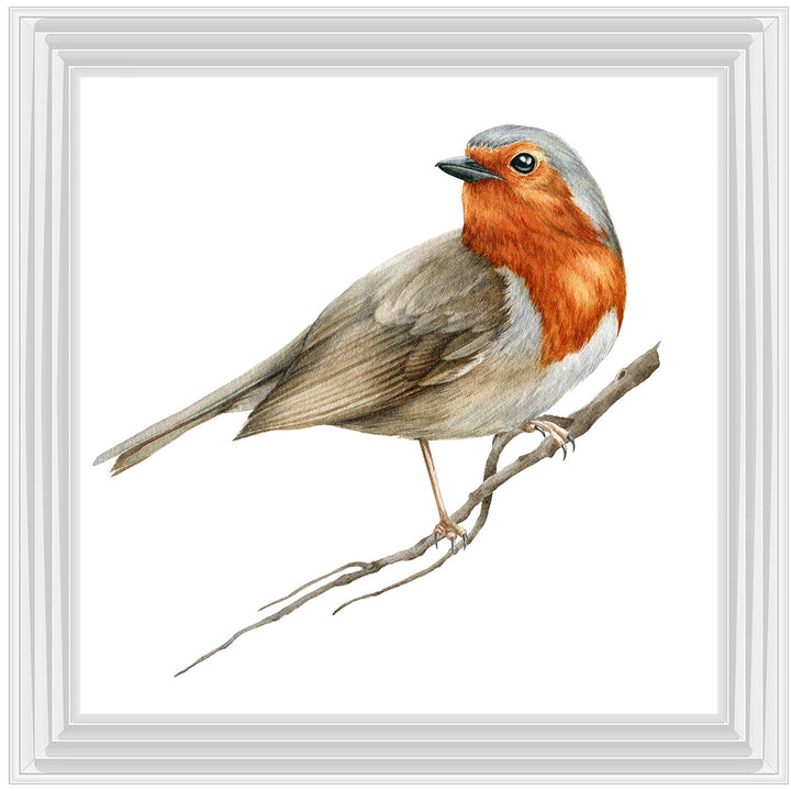 AN1508 ROBIN ON BRANCH