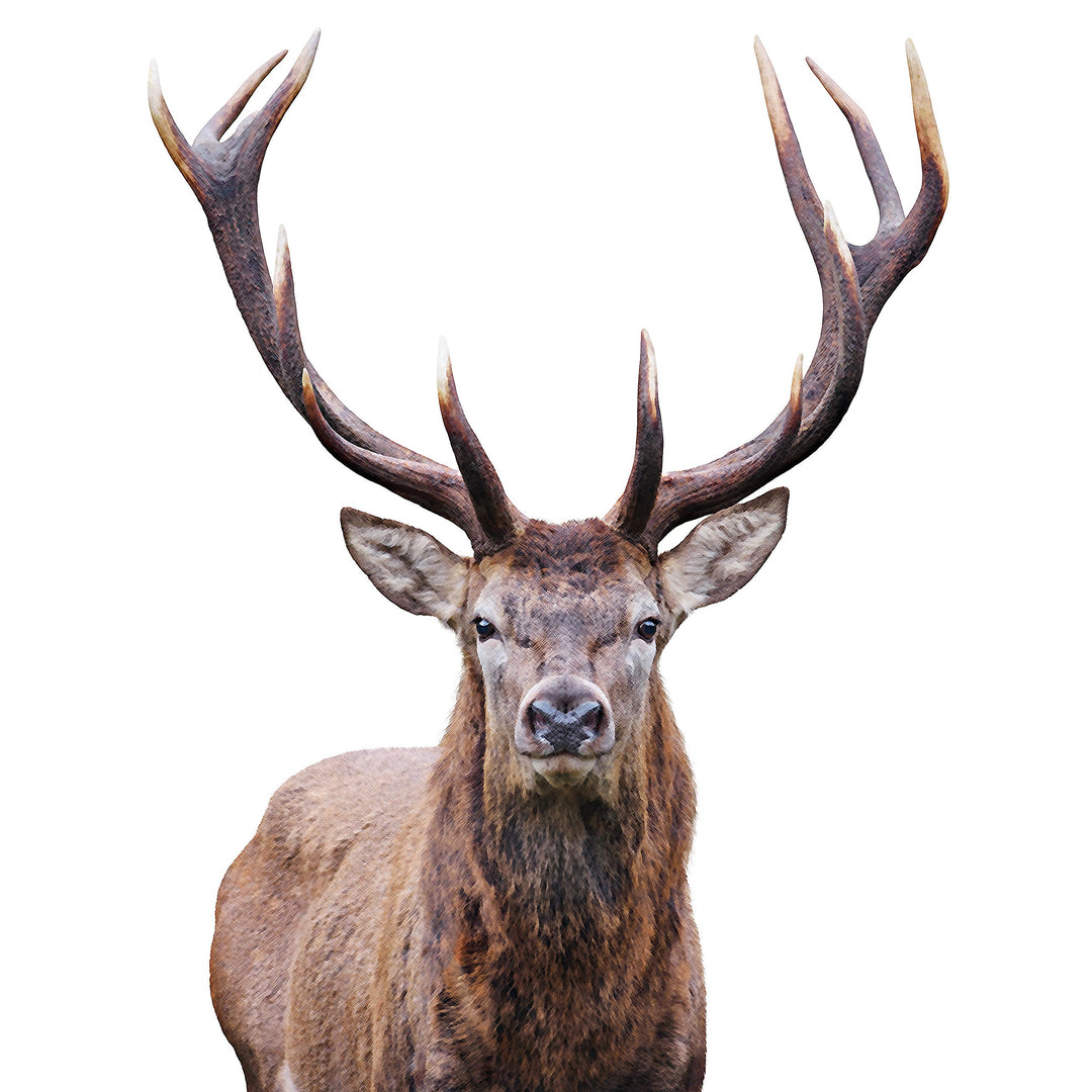 AN1530 STAG III