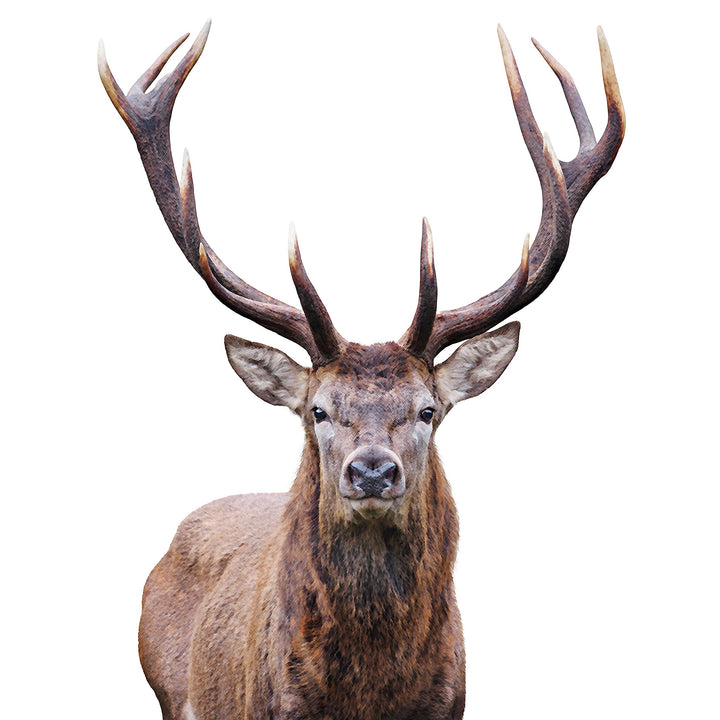 AN1530 STAG III