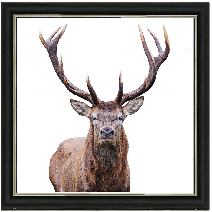 AN1530 STAG III