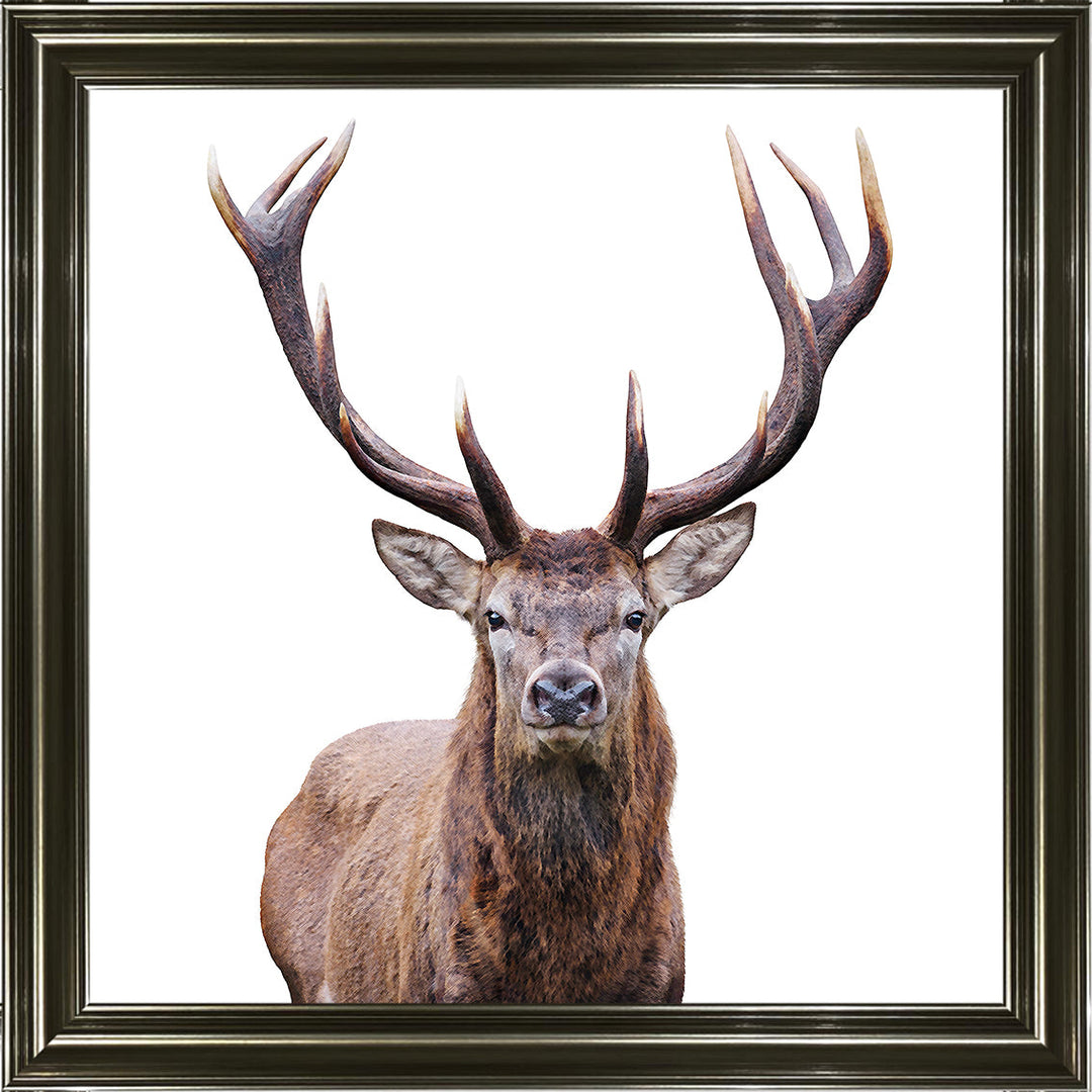 AN1530 STAG III