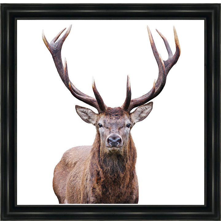 AN1530 STAG III