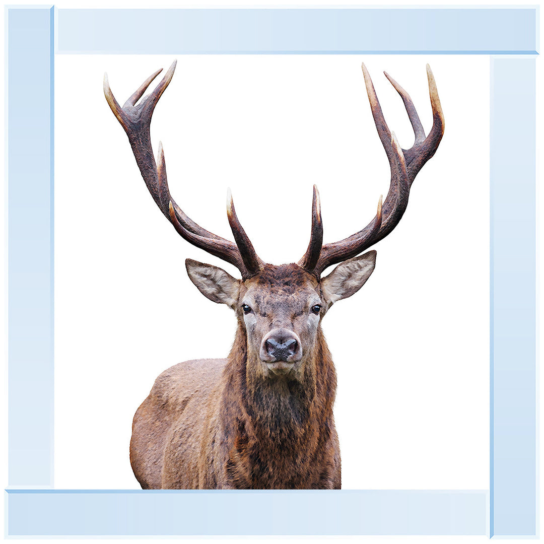 AN1530 STAG III