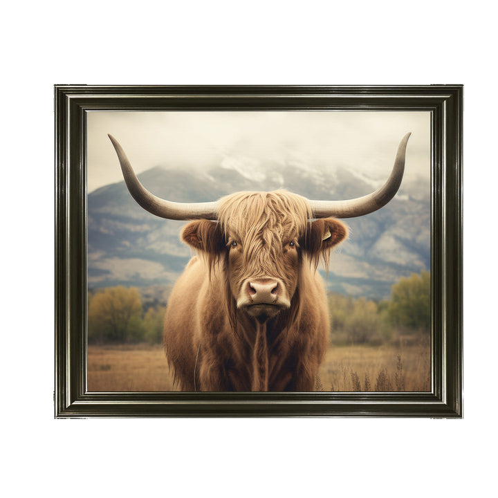 AN1580 HIGLAND CATTLE