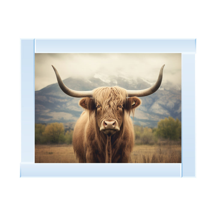 AN1580 HIGLAND CATTLE