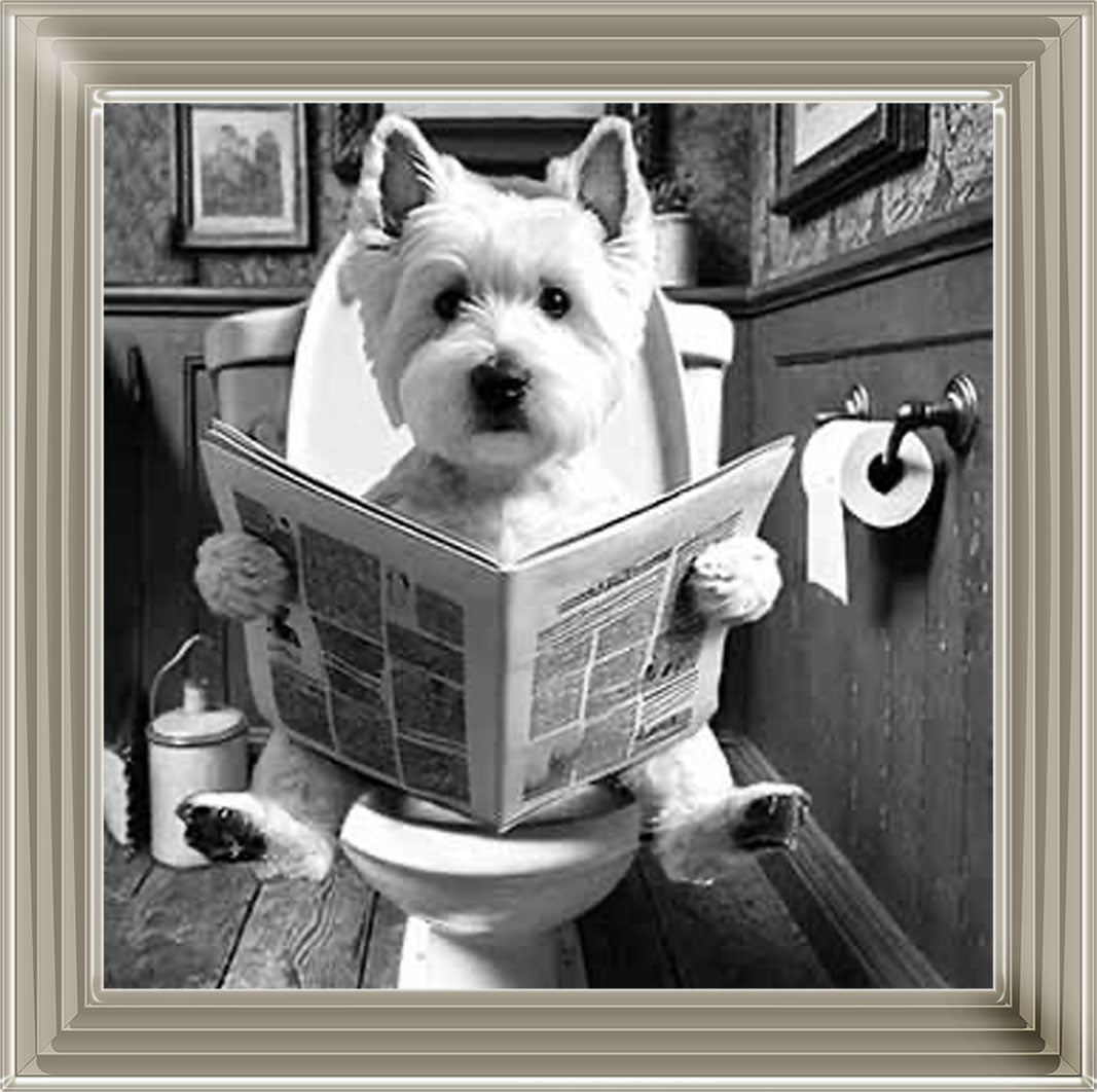 AN2122-B&W WESTIES ON THE TOILET